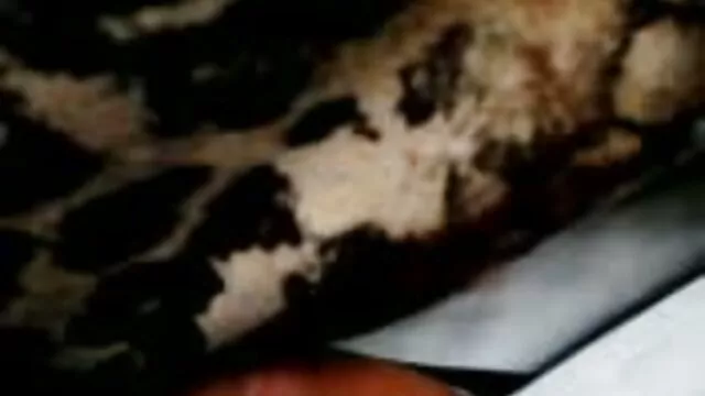 سبزه الاغ بزرگ یک خروس سیاه بزرگ را می عکس سوپر کوس وکون گیرد